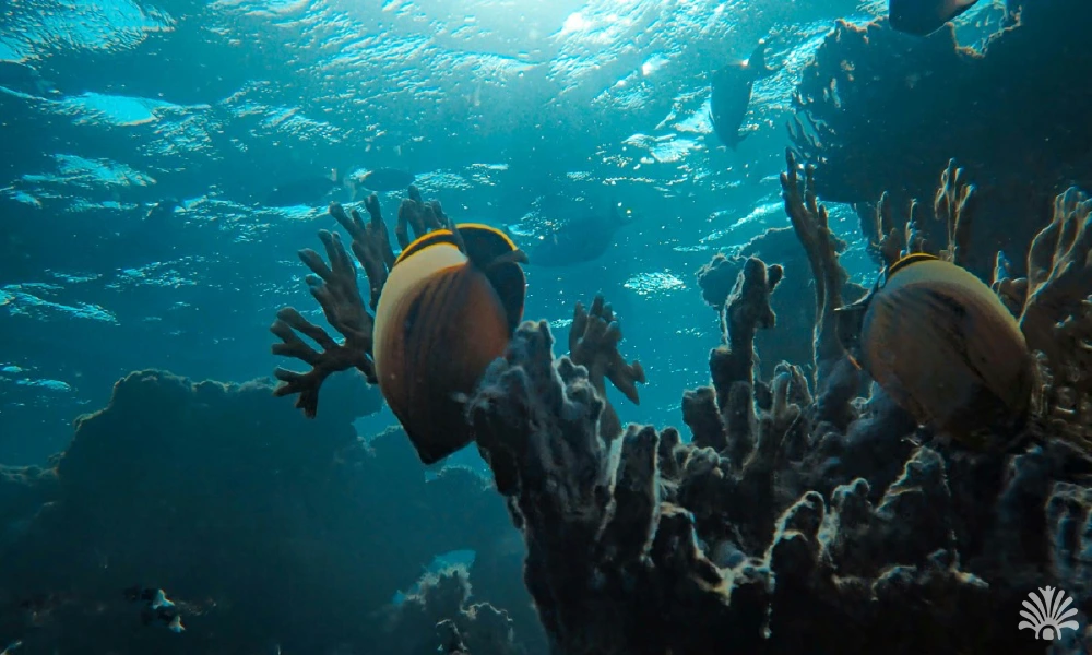 Destino-Los-Cabos-magazine_blog_The Ultimate Spring Bucket List for Los Cabos 01