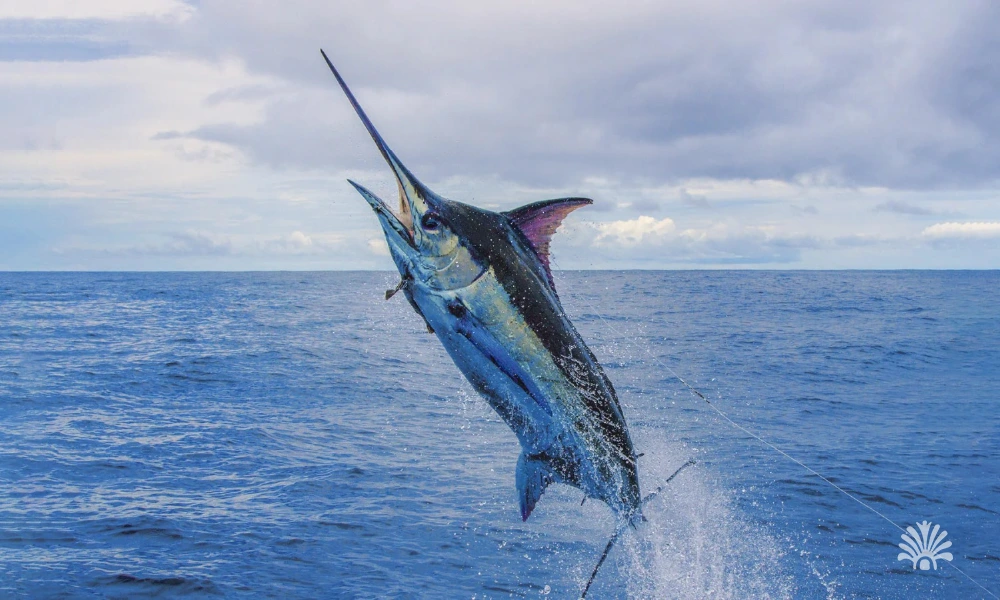 Destino-Los-Cabos-magazine_blog_Get Ready for Summer Fishing in Cabo 01