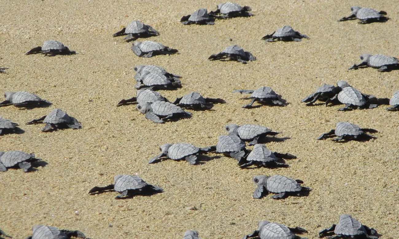 Destino-Los-Cabos-magazine_blog_Turtle Release Season in Baja California Sur 01