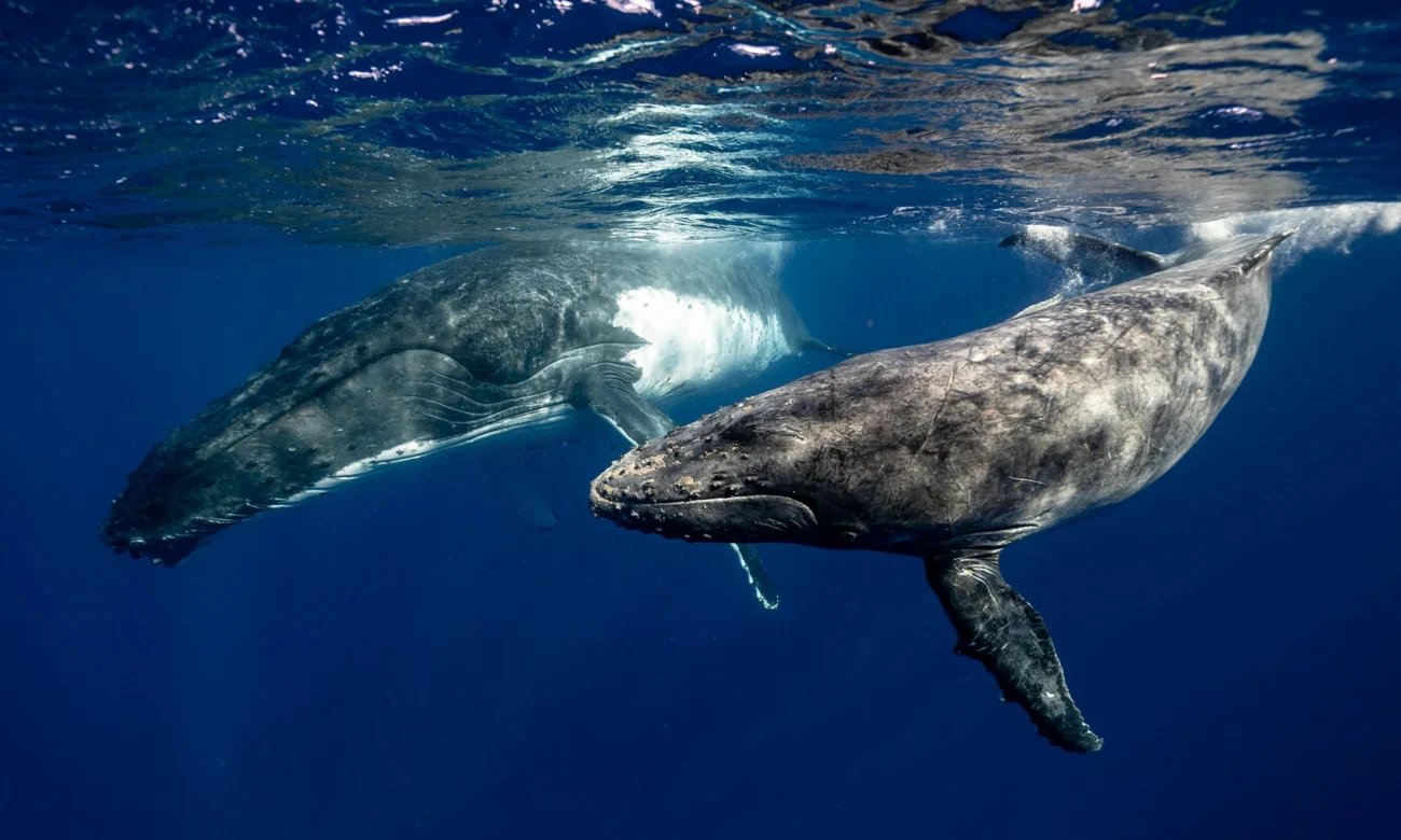 Destino-Los-Cabos-magazine_blog_Baja California Sur Named Best Wildlife Destination of 2025 by Matador Network 01