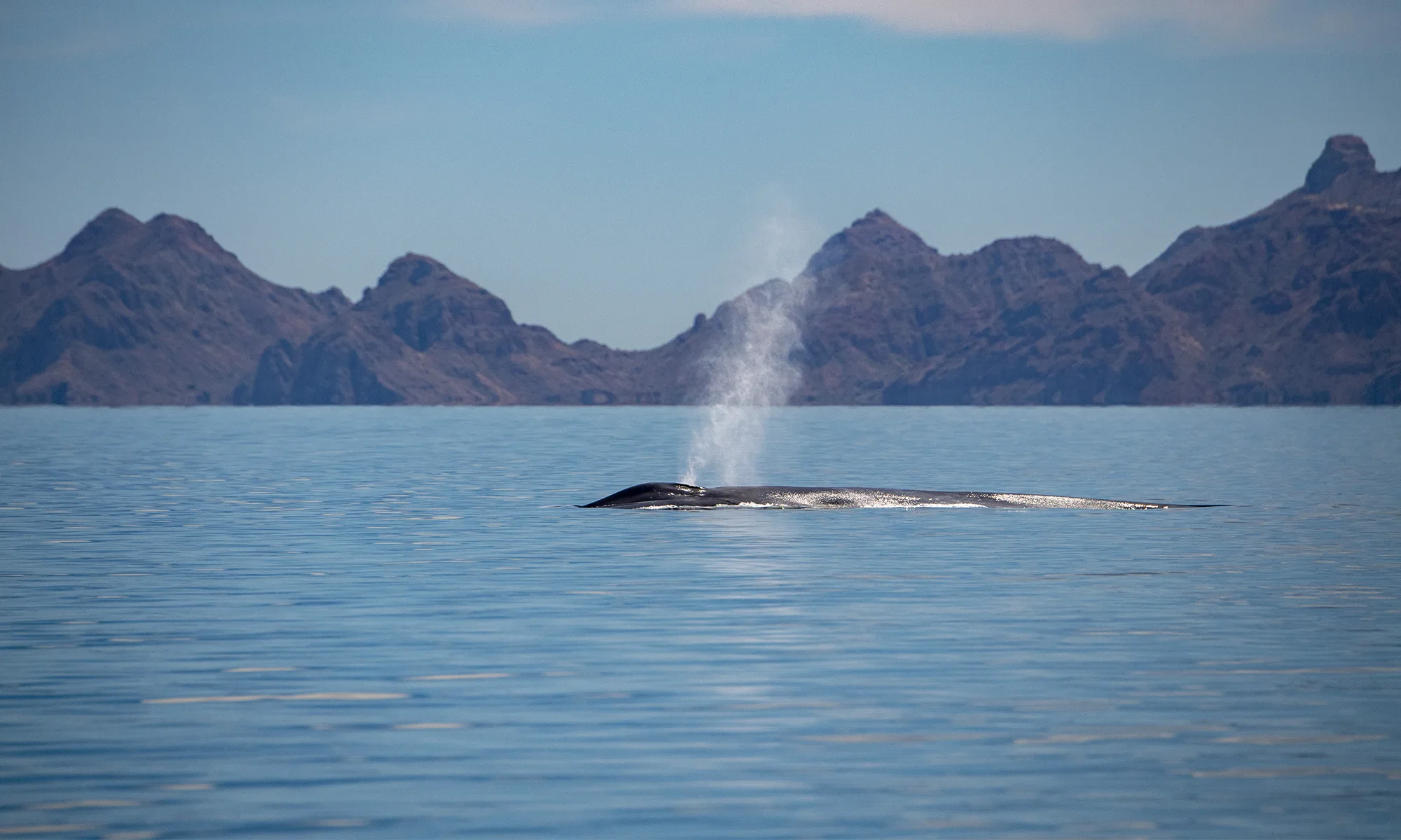 Destino-Los-Cabos-magazine_blog_Whale Watching in Baja California Sur_A Practical, Ethical Guide 04