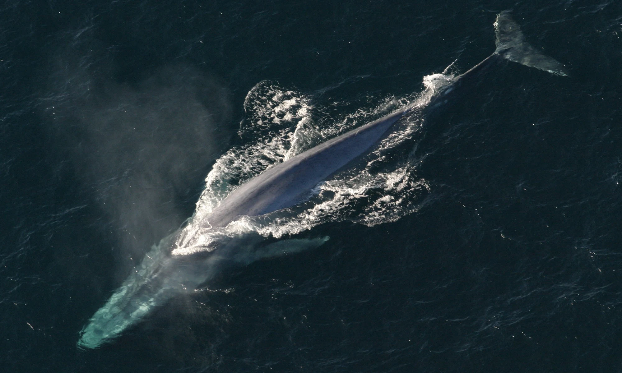 Destino-Los-Cabos-magazine_blog_Whale Watching in Baja California Sur_A Practical, Ethical Guide 05
