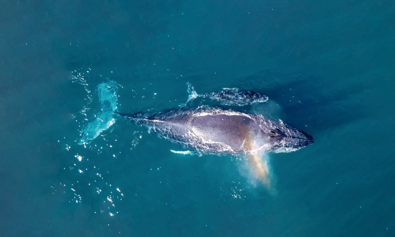 Destino-Los-Cabos-magazine_blog_On the Whales' Terms_ What Responsible Whale Watching Really Means in South Baja 01
