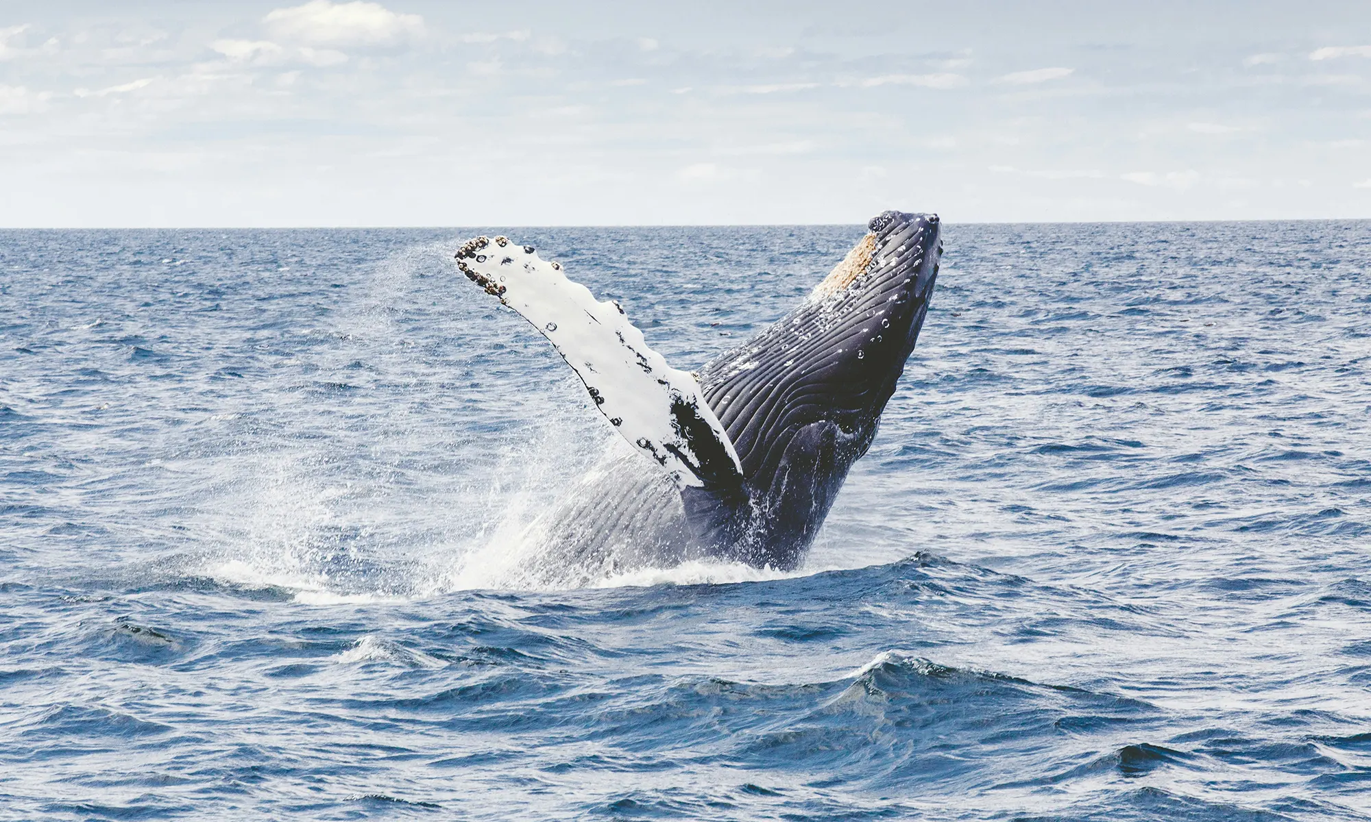 Destino-Los-Cabos-magazine_blog_On the Whales' Terms_ What Responsible Whale Watching Really Means in South Baja 03