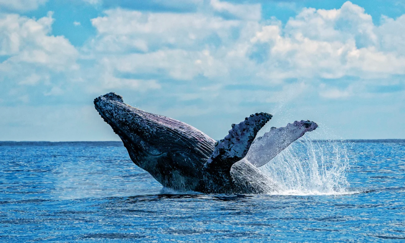 Destino-Los-Cabos-magazine_blog_Whale Watching in Baja California Sur_A Practical, Ethical Guide 06