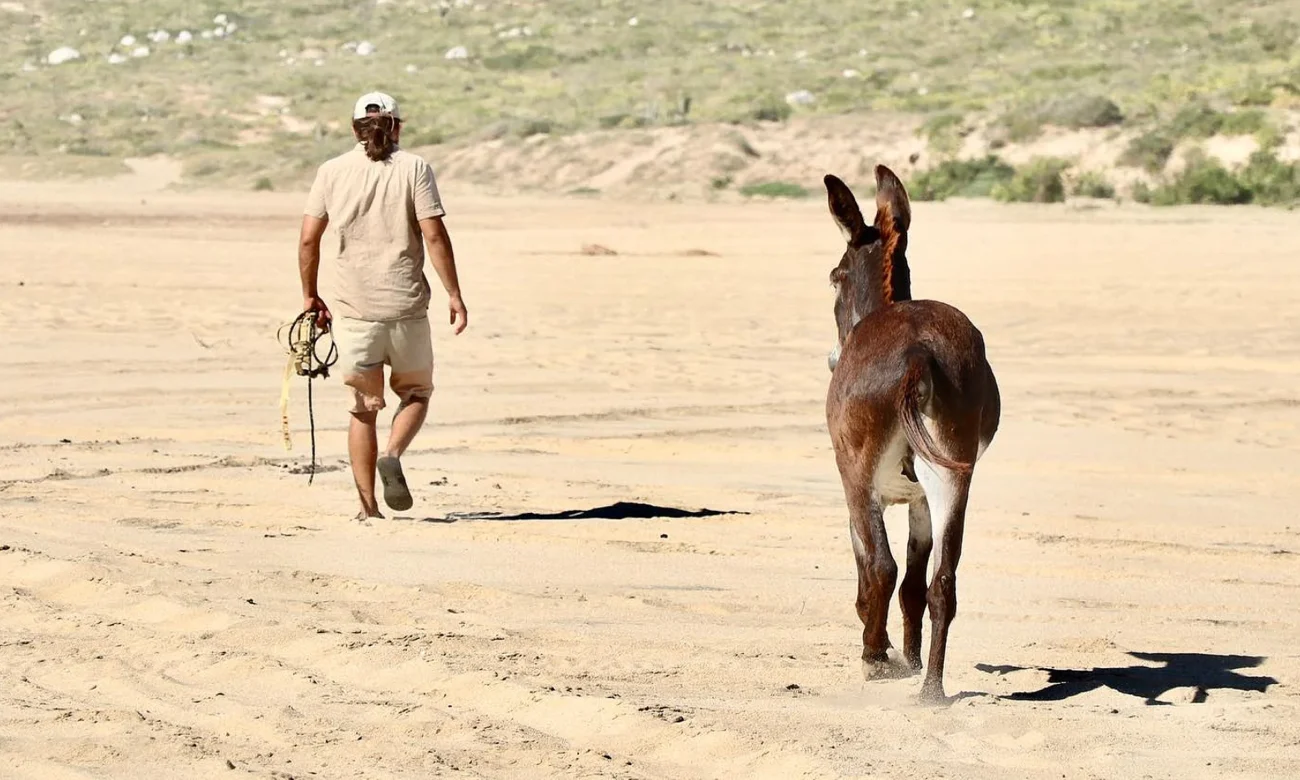 Destino-Los-Cabos-magazine_blog_Fifteen Burros and a Legal Grey Area in Baja California Sur 01