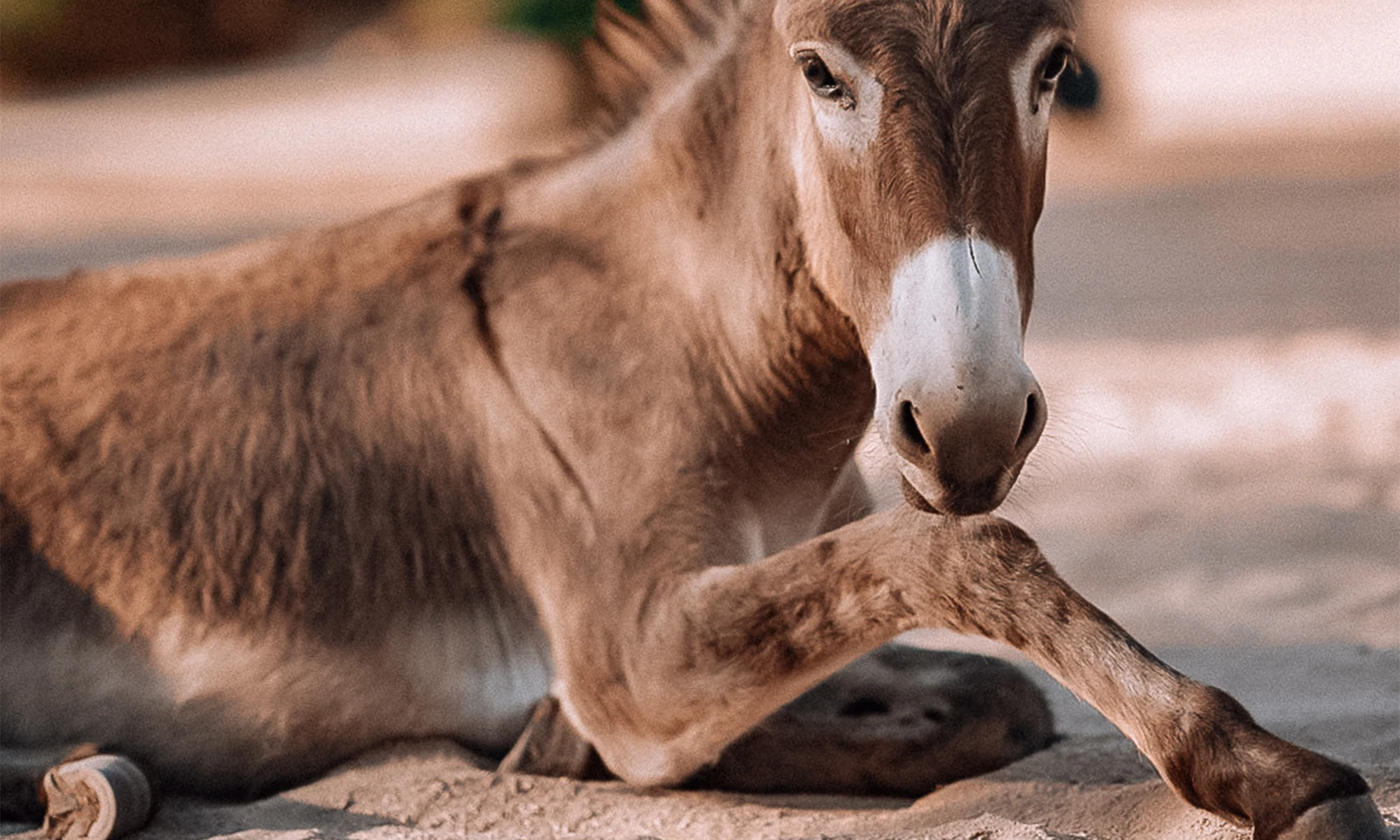Destino-Los-Cabos-magazine_blog_Fifteen Burros and a Legal Grey Area in Baja California Sur 02