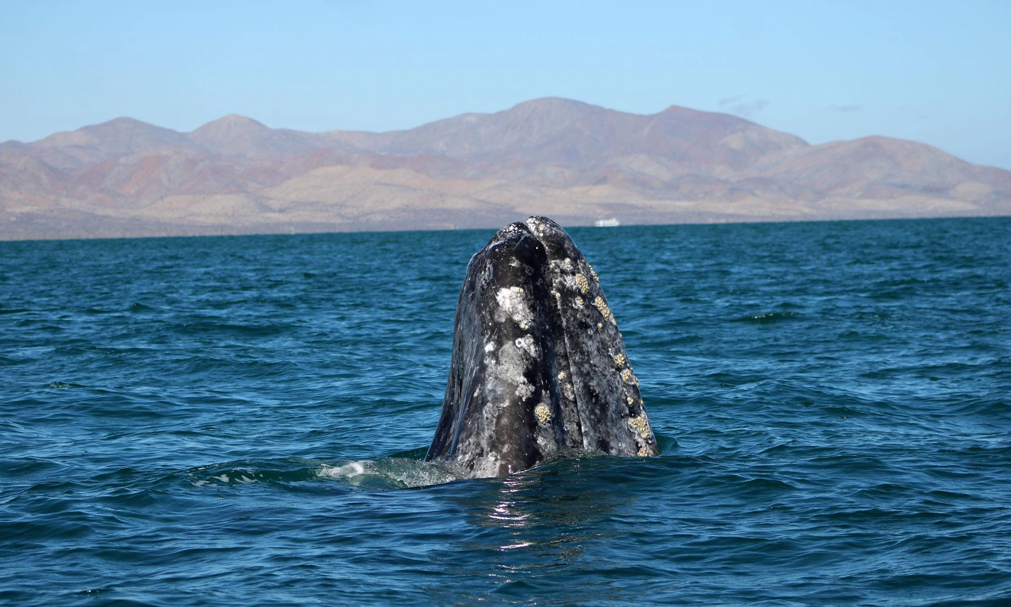 Destino-Los-Cabos-magazine_blog_Blue Economy in Baja California Sur_How Coastal Industries Are Adapting to Environmental Limits 02