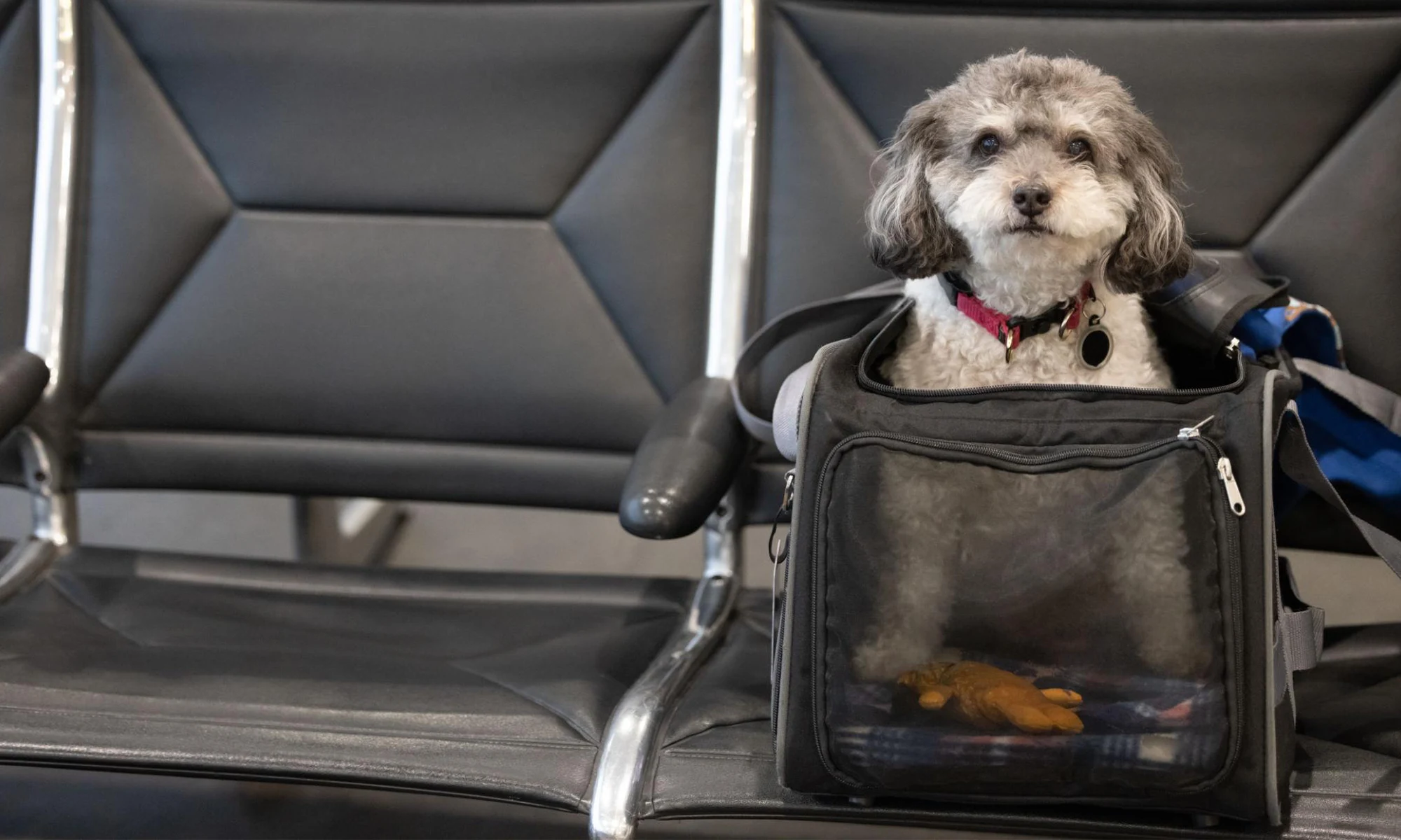 Destino-Los-Cabos-magazine_blog_A Dog Owner’s Guide to Vacationing in Los Cabos 02