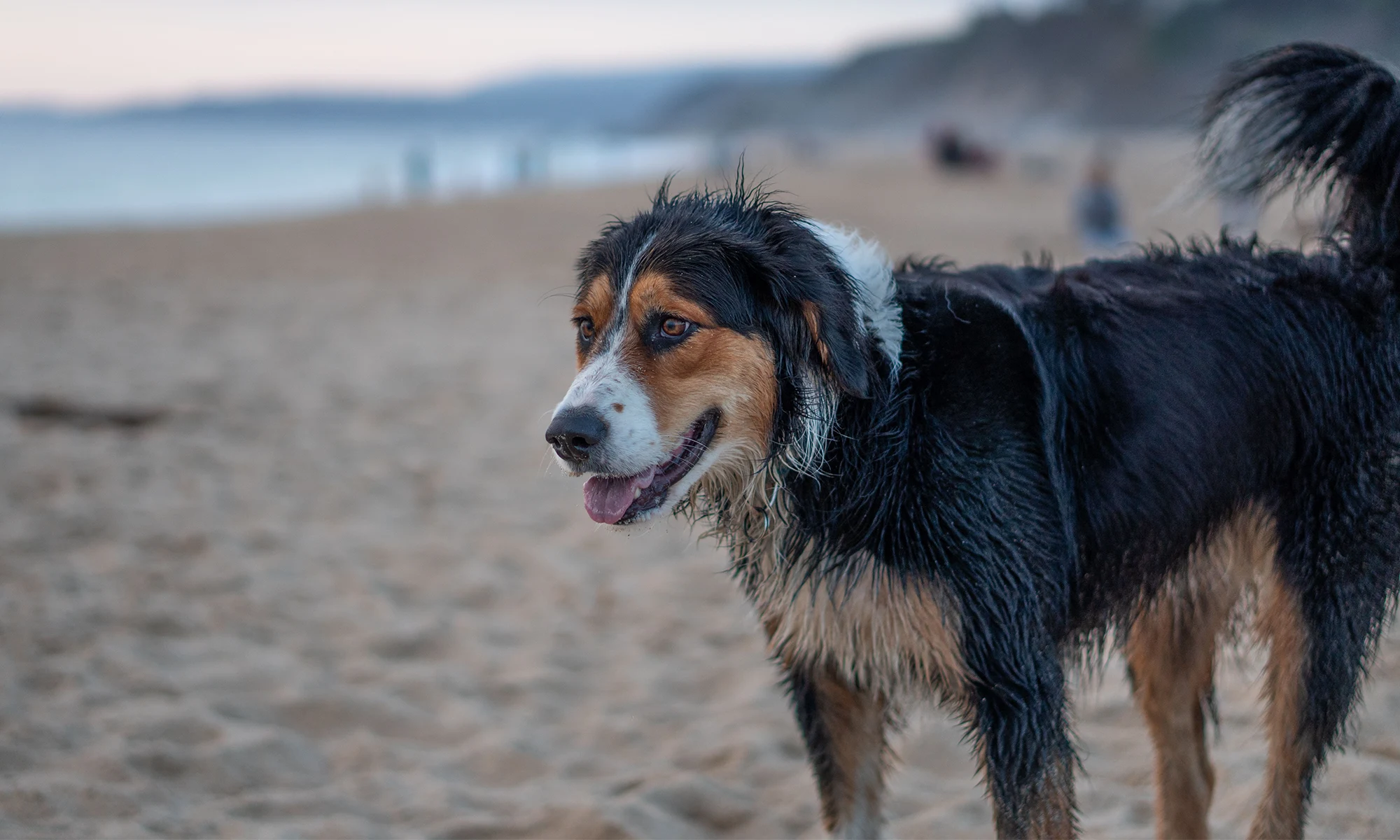 Destino-Los-Cabos-magazine_blog_A Dog Owner’s Guide to Vacationing in Los Cabos 03