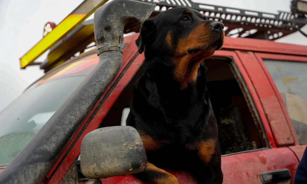 Destino-Los-Cabos-magazine_blog_A Dog Owner’s Guide to Vacationing in Los Cabos