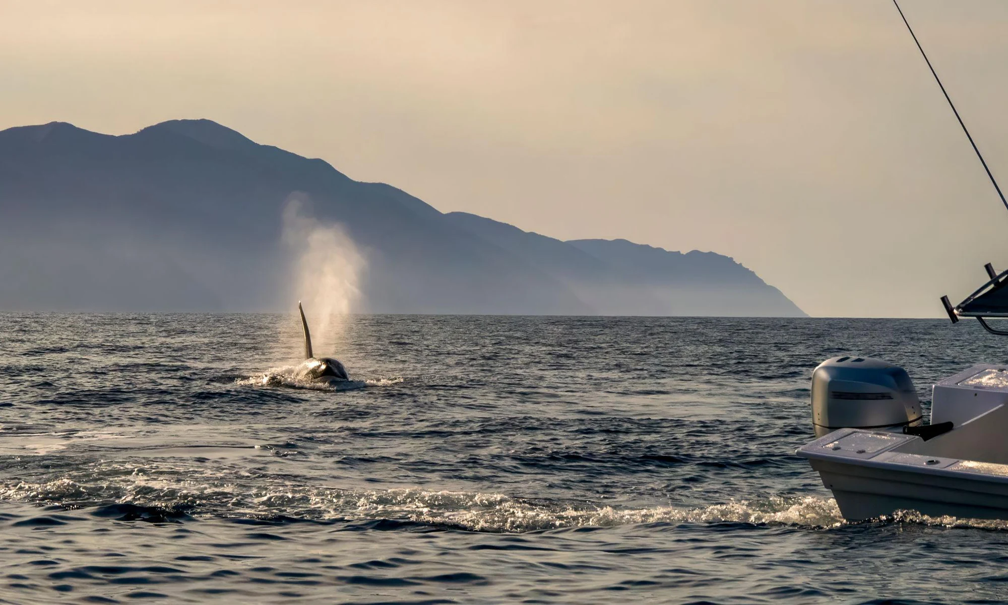 Destino-Los-Cabos-magazine_blog_Orca Tourism Is Moving Faster Than Science and Regulation 02