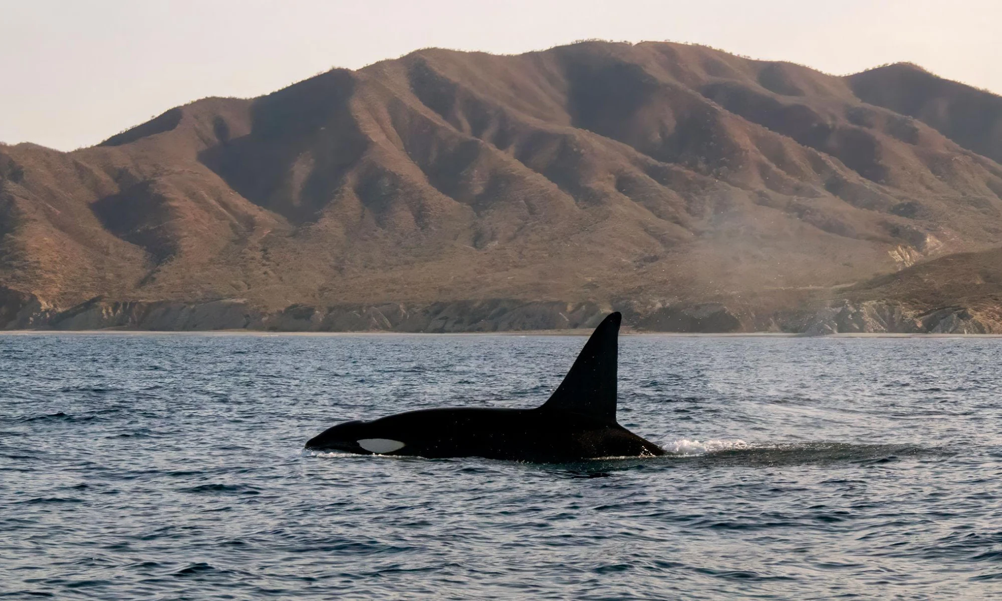 Destino-Los-Cabos-magazine_blog_Orca Tourism Is Moving Faster Than Science and Regulation 03