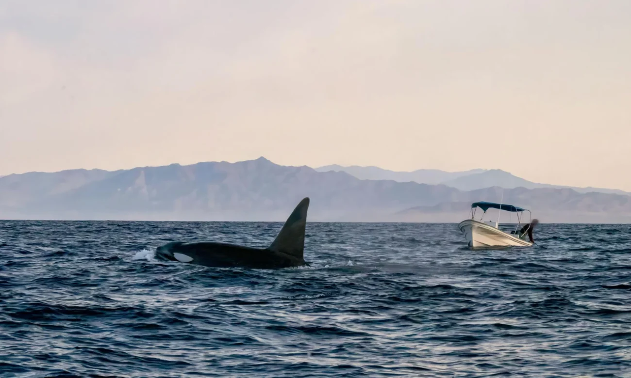 Destino-Los-Cabos-magazine_blog_Orca Tourism Is Moving Faster Than Science and Regulation