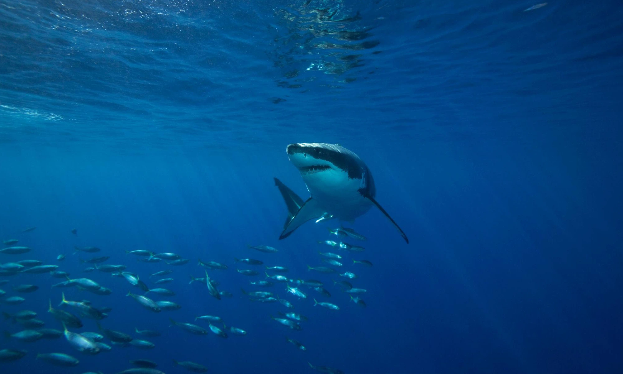 Destino-Los-Cabos-magazine_blog_White Shark Spotted Off Espiritu Santo Island 02