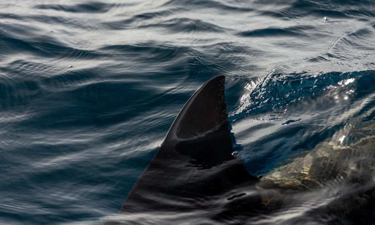 Destino-Los-Cabos-magazine_blog_White Shark Spotted Off Espiritu Santo Island